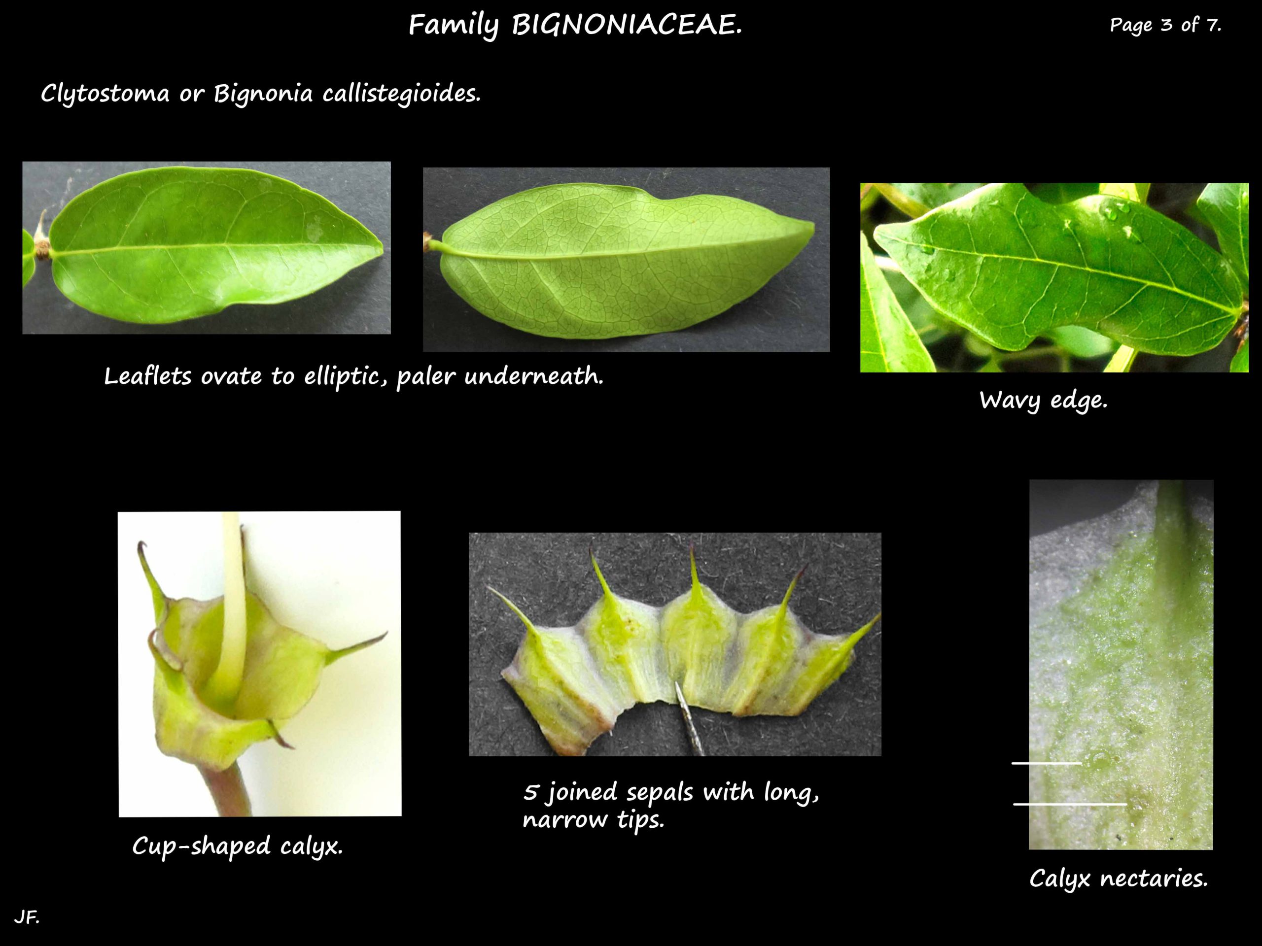 3 Clytostoma leaves & calyx